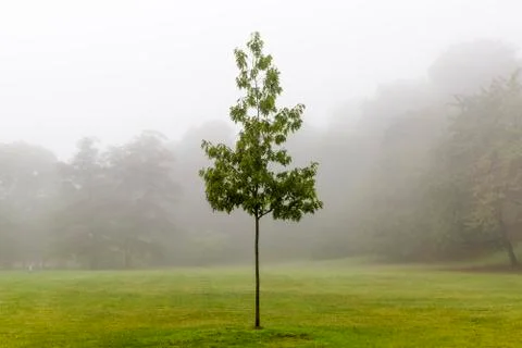 Lonely tree in the forest Stock Photos