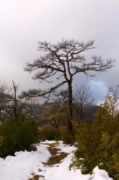 Lonely tree at a fork in the path Stock Photos