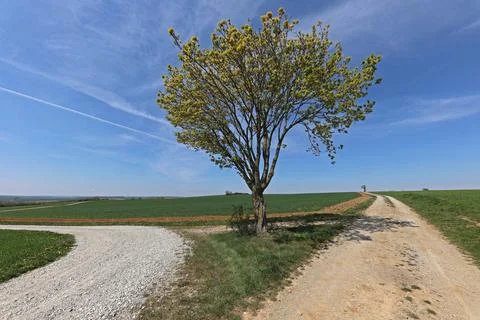 A lonely tree at a fork in the road Stock Photos
