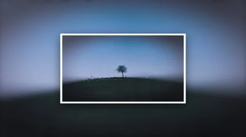 Lonely tree framed on rainy day Stock Footage 40691319