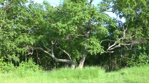 Lonely tree on the fringe of the forest Video stock 8562150
