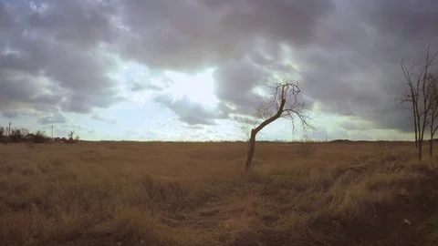 A lonely tree in front of the field Stock Footage 82763838