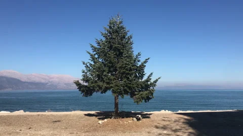 Lonely tree in front of a Lake Vídeo Stock 336302284