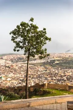 Lonely tree in front of a panoramic view of Fes, Morocco Stock Photos