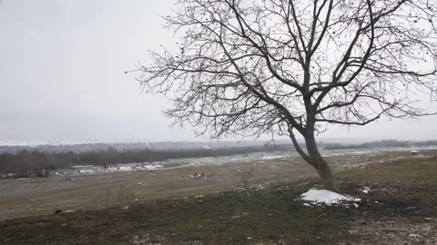 A lonely Tree in front of a Slope and a Spacious Field. Winter Kabardino-Balkari Stock Footage 195935031