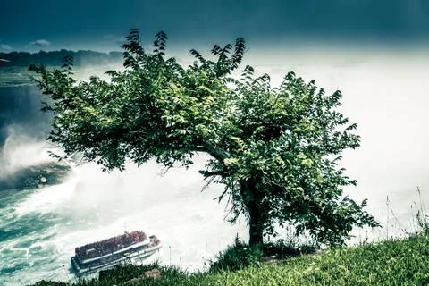 Lonely tree in front of tour boat to Niagara Falls Stock Photos