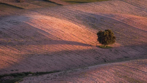 Lonely tree getting dark in beautiful rural scene in sunset Stock Footage 129896190