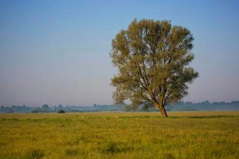 Lonely tree on a glade Stock Photos