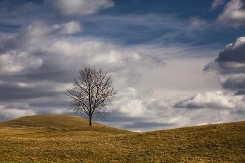 Lonely tree on a golf course in autumn Stock Photos