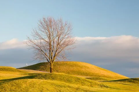Lonely tree on the golf course Stock Photos