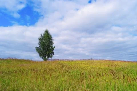 Lonely tree in grass field Stock Photos