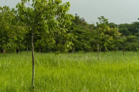 A lonely tree in the grass at the park Stock Photos