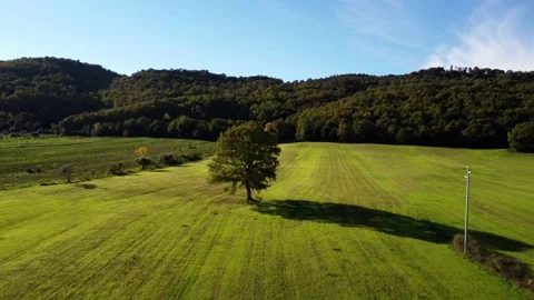 A lonely tree on a green field Stock Footage 223394827