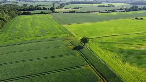 Lonely tree in a green field Stock Footage 246634614