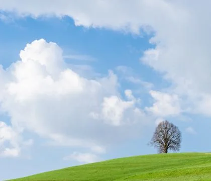 Lonely tree on green hill, blue sky and white clouds Stock Photos