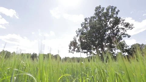 Lonely tree on a green meadow Stock Footage 82977451