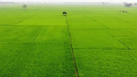 Lonely Tree in Green Paddy Stock Footage 284700141