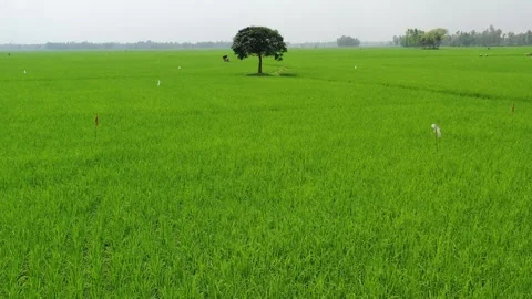 Lonely Tree in Green Paddy Stock Footage 284700318