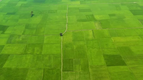 Lonely Tree in Green Paddy Stock Footage 284700416