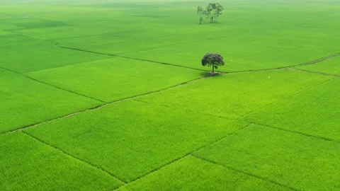 Lonely Tree in Green Paddy Stock Footage 284700417