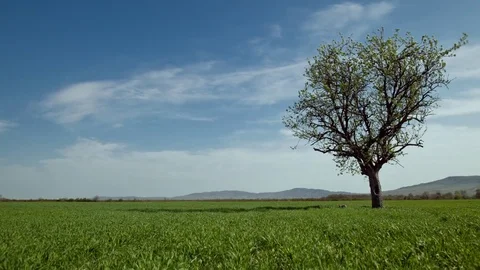 Lonely Tree in the green walley. Vertical motion shot Stockbeeldmateriaal 84809453
