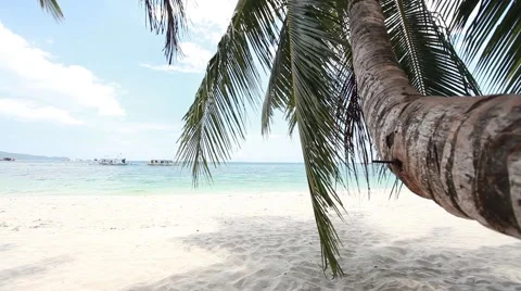 Lonely tree growing on the beautiful beach Stock Footage 41685184