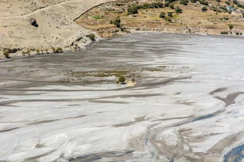 Lonely tree growing on dried river stream Stock Photos