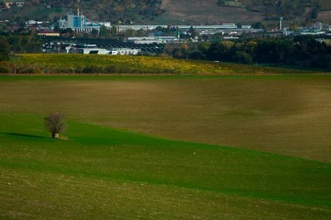 A lonely tree growing in the fields with a view in the background to the in.. Foto stock