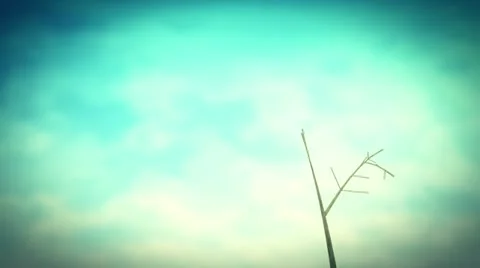 Lonely tree growing. Stock Footage 21570599