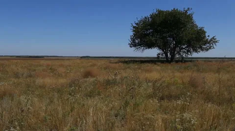 Lonely tree growing Stock Footage 40493876