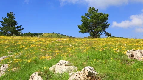 Lonely tree growing on a hillside on a sunny day, the camera is close to a tree Stock Footage 63662430