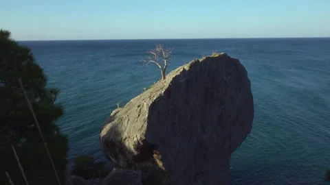 Lonely tree growing on a huge boulder with a the blue sea on the backgroud Stock Footage 130754194