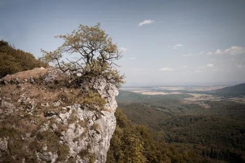 Lonely tree growing on mountain summit Stock Photos