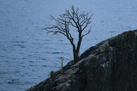 Lonely tree growing on rock on the sea background in spring Stock Photos