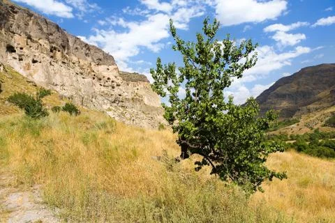 A lonely tree grows against the background of the ancient city of Vardzia. Stock Photos