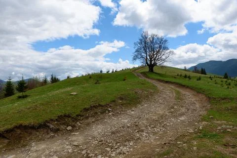 A lonely tree grows on a hill in the background of the mountains Stock Photos