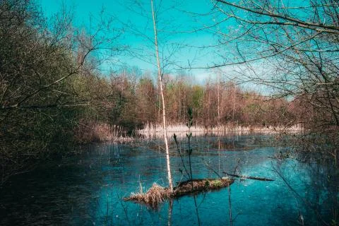 Lonely tree grows in the middle of the lake Stock Photos