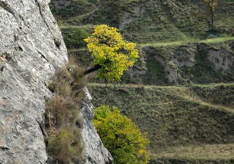 A lonely tree grows from the rocks. Mountain landscape. Survival concept Stock Photos