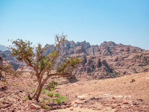 Lonely tree grows through the red sand rocks and stones in the deserted area Foto stock