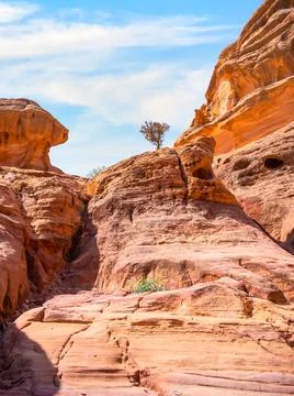 Lonely tree grows through the red sand rocks and stones in the deserted area Stock-Fotos