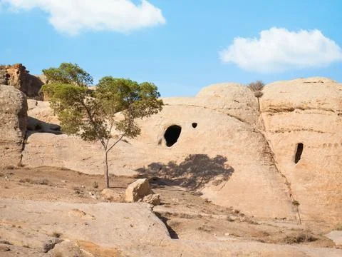 Lonely tree grows through the red sand rocks and stones in the deserted area Stock-Fotos
