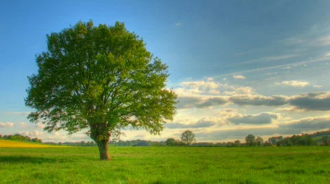 Lonely tree hdr time lapse Stock Footage
