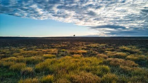 Lonely tree at a heath Foto stock
