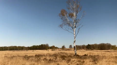 Lonely tree in heather forest landscape in Hoenderloo, Netherlands Stock-Footage 153450377