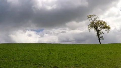 Lonely tree on a hill Stock Footage 77886805