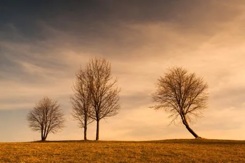 Lonely tree on the hill 写真素材