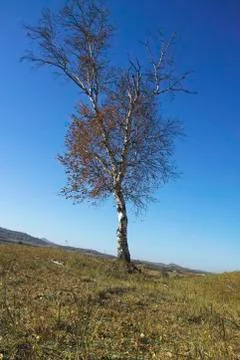 A lonely tree in the hill Foto stock