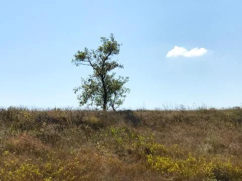 A lonely tree on a hill. Stock Photos