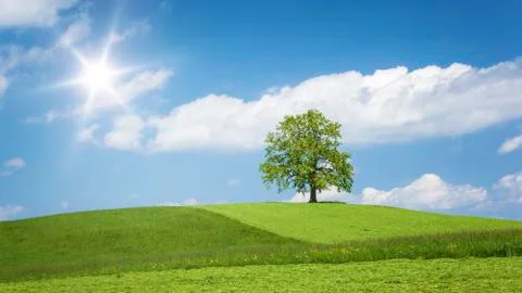 Lonely tree on a hill Stock Photos