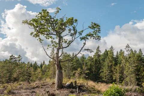 Lonely tree on hill Stock Photos
